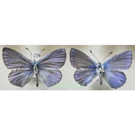 Polyommatus thersites (Cantener, 1835) 2xmale Poland23e